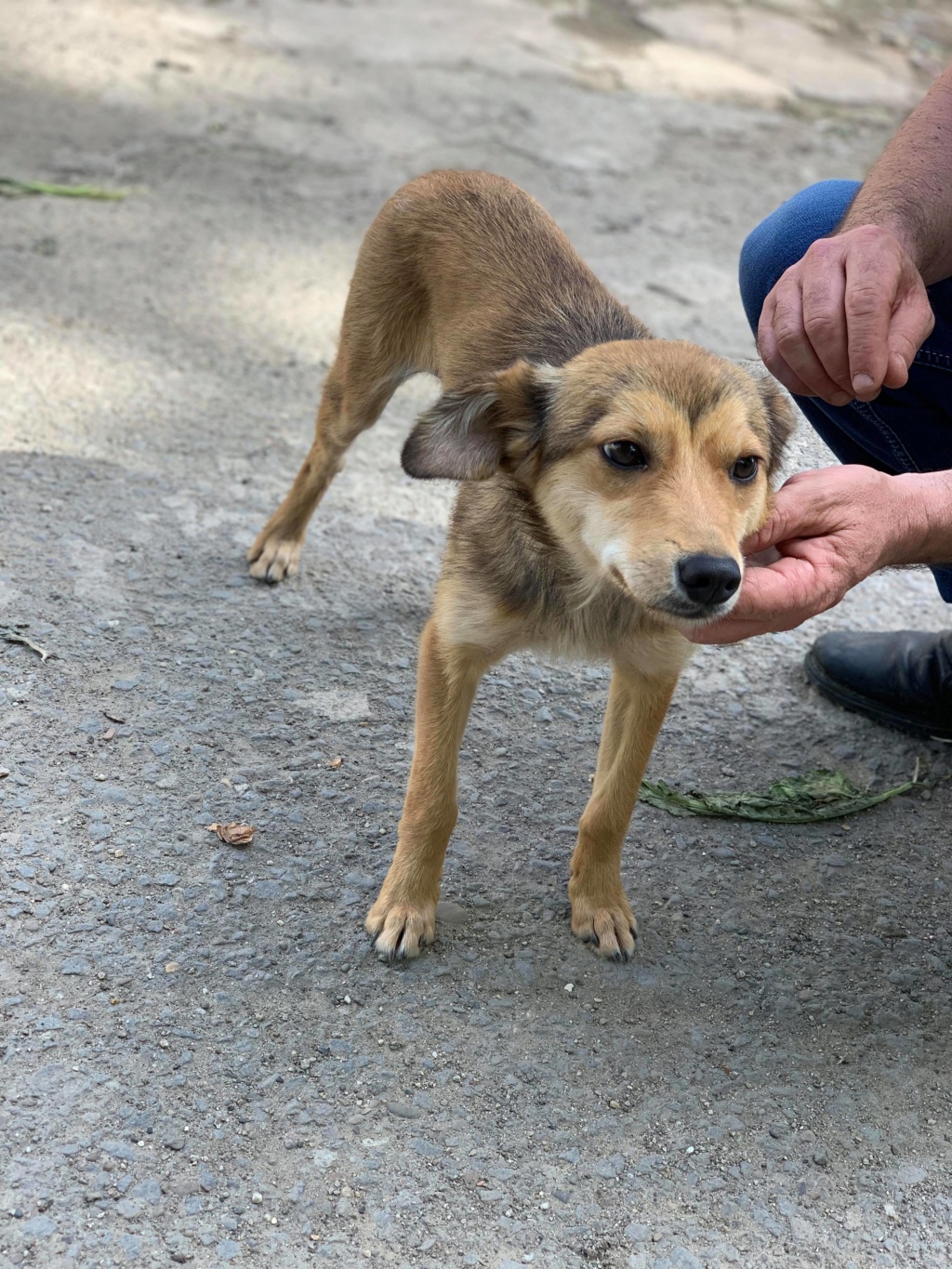 Siena - femelle - à la boulangerie  (Târgu Frumos) - réservée adoption (67) 61355010