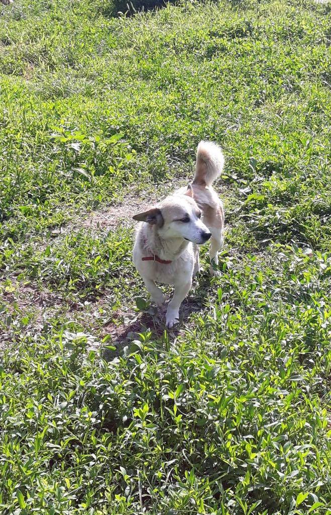 Sonya - femelle - refuge d'Arad - adoptée via Arad 64220810