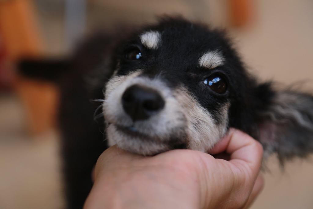 Tanytra - femelle -refuge d'Arad - adoptée via Arad 67116810