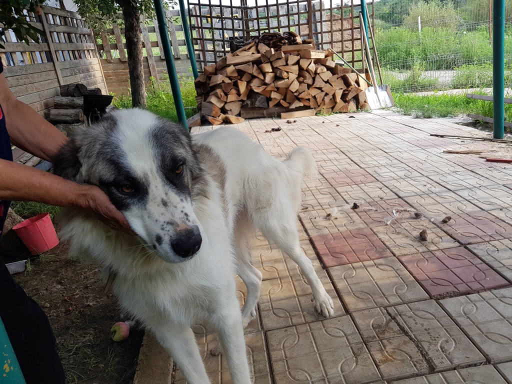 Orion (ex-Barnaby) - mâle - en FA Iasi - adopté par sa FA (68) Barnab18