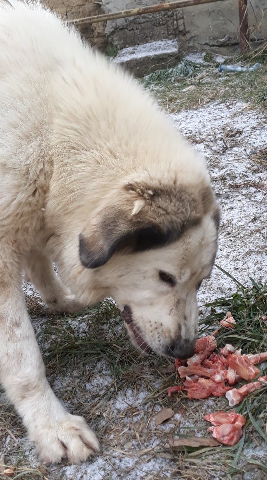 Ernest- mâle- fourrièe de Targu Frûmos - adopté en Hollande Yeti_810