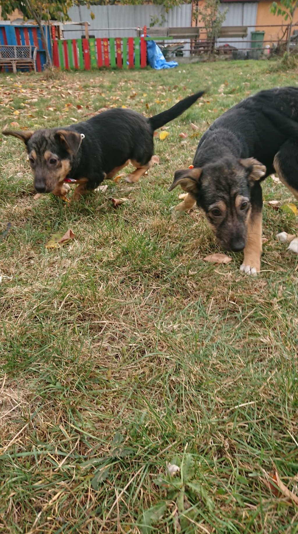 Tisa - femelle - refuge d'Arad - réservée adoption 67 Zara__21