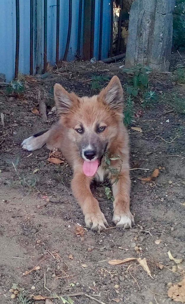 Ohmnia (ex-Zoey) - femelle - refuge d'Arad - réservée adoption (68) Zoey_116