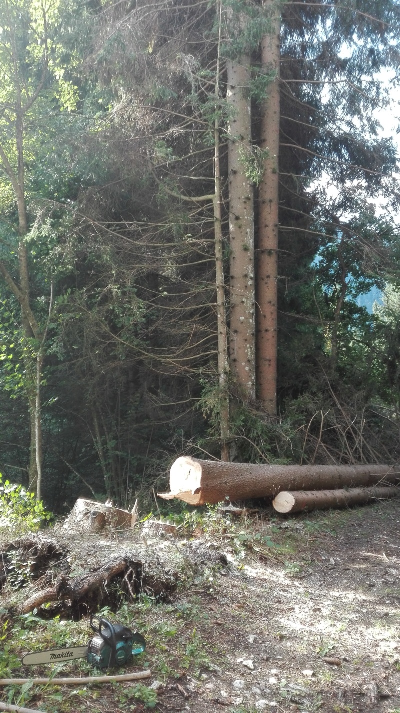 abeti addossati e inclinati Alberi16