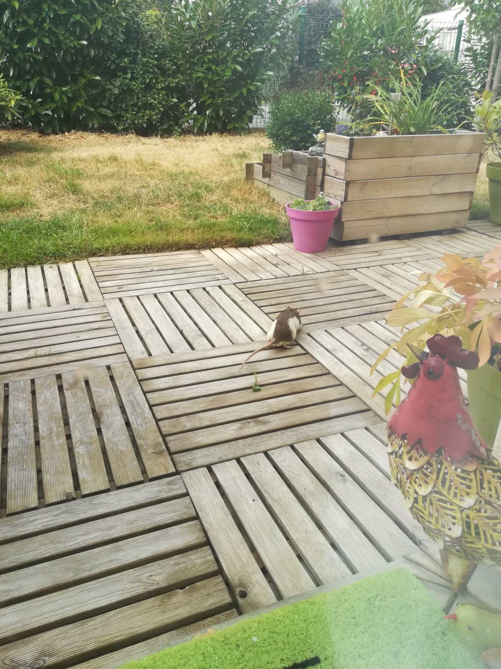 Un rats dans mon jardin [LE MANS 72] - Page 2 Receiv11