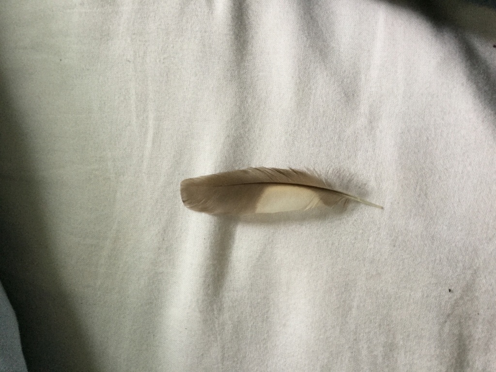 Plumes du Québec B51c2e10