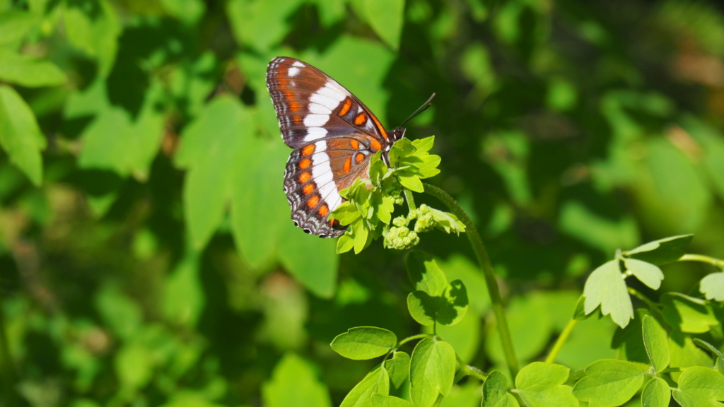 Papillons du Québec Img_6112