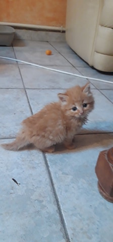 Pavio, chaton né le 05/05/2020 10404910