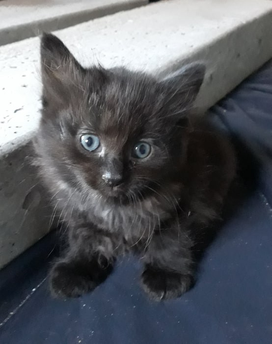Sybeau chaton né le 11/05/2020 10483910