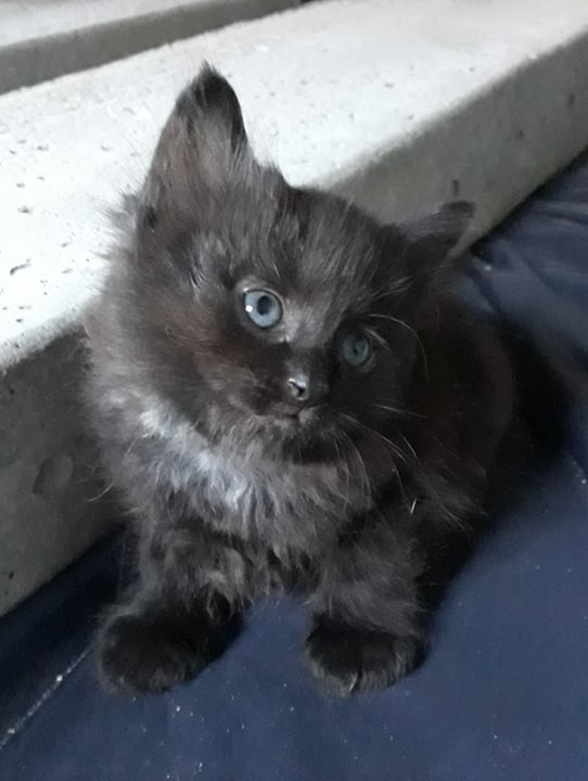Sybeau chaton né le 11/05/2020 10485510