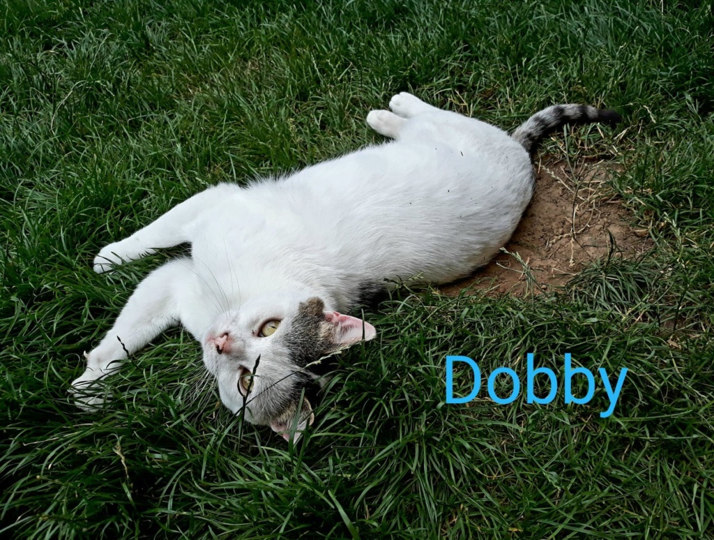 Dobby, mâle 2/3 ans 10934010