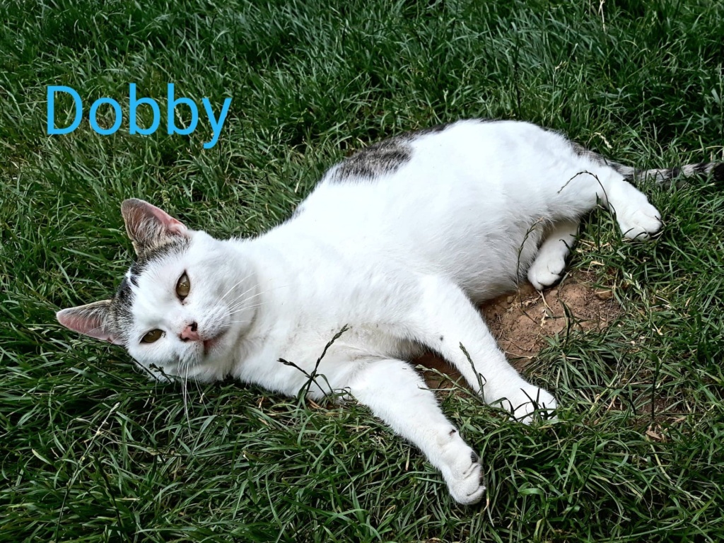 Dobby, mâle 2/3 ans 10939010