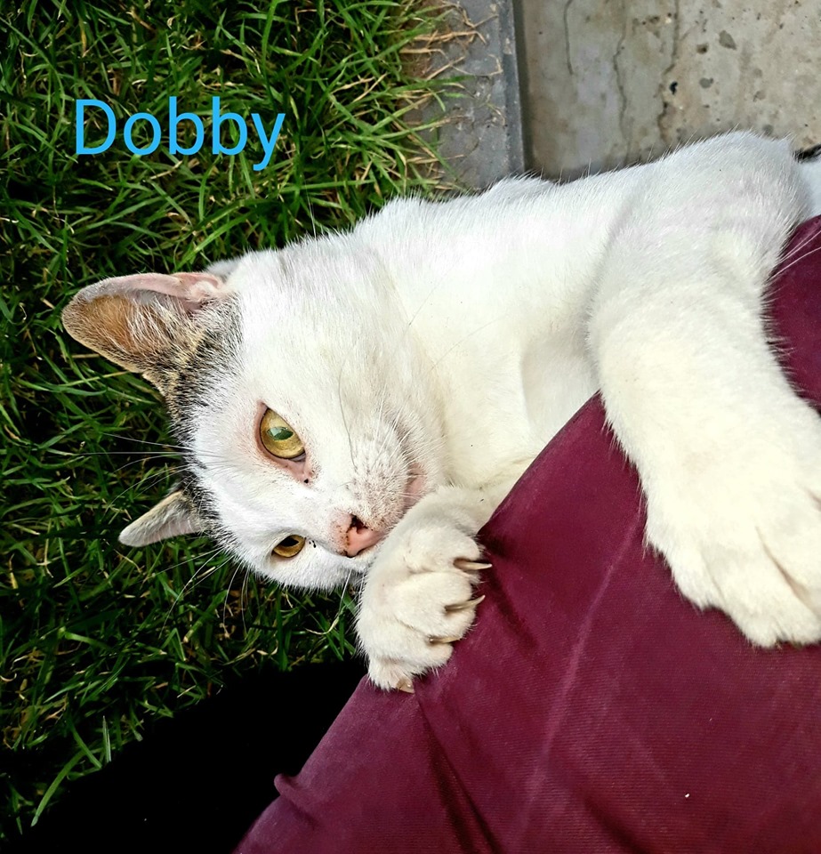Dobby, mâle 2/3 ans 10988910