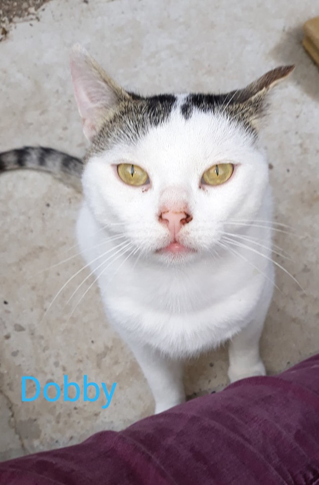 Dobby, mâle 2/3 ans 11031710