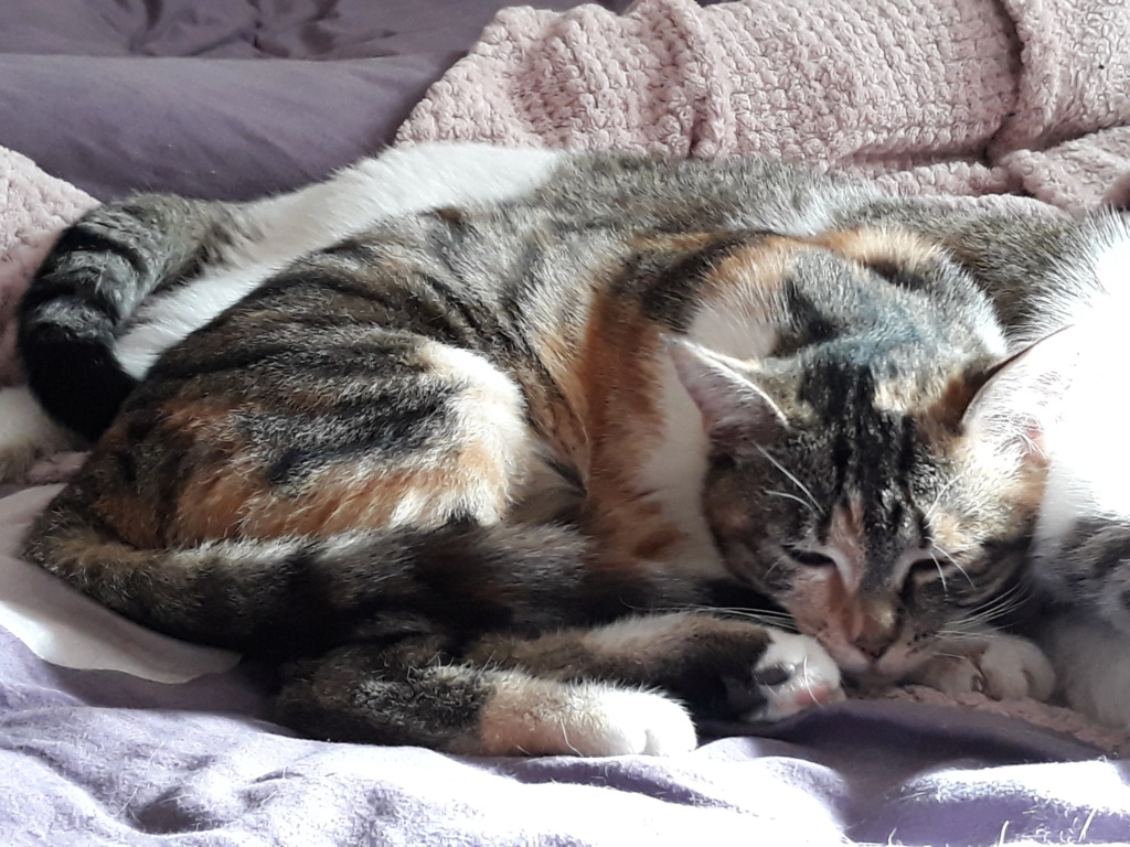 Stella née en août 2018 20190312