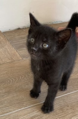 Rios / Chaton mâle noir D3266d10