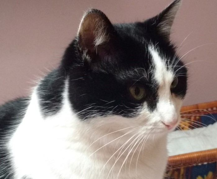FRIMOUSSE ( ex SOPHIE) trouvée sur site de nourrissage Img_2014