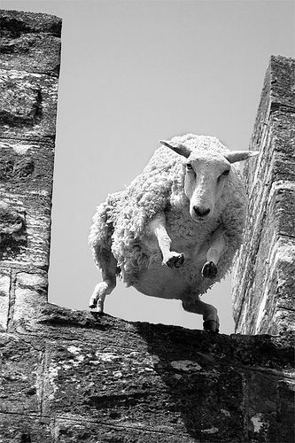 Photos amateurs de moutons - Page 9 Mouton29