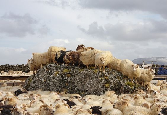 Photos amateurs de moutons - Page 12 Mouton76
