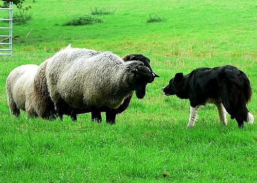 Photos amateurs de moutons - Page 12 Mouton85