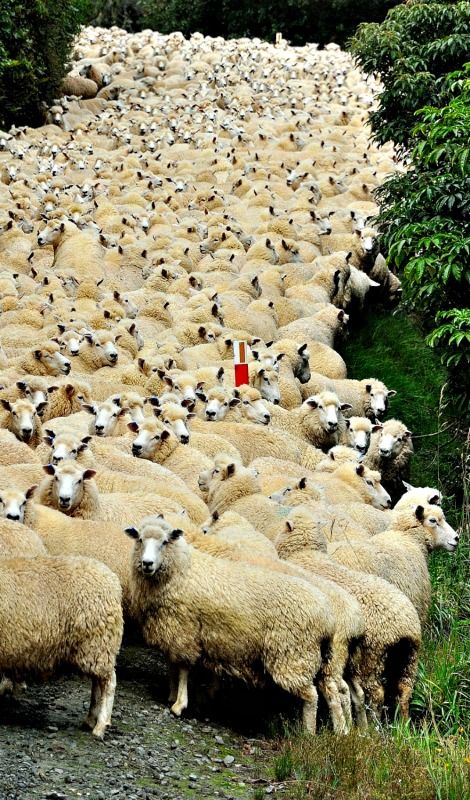 Photos amateurs de moutons - Page 12 Mouton87