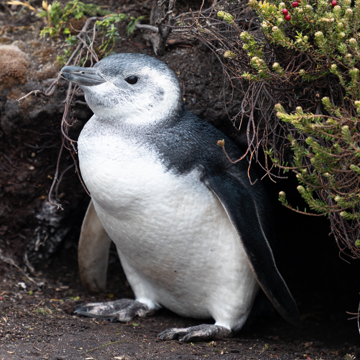 Antarctique - Page 5 1212