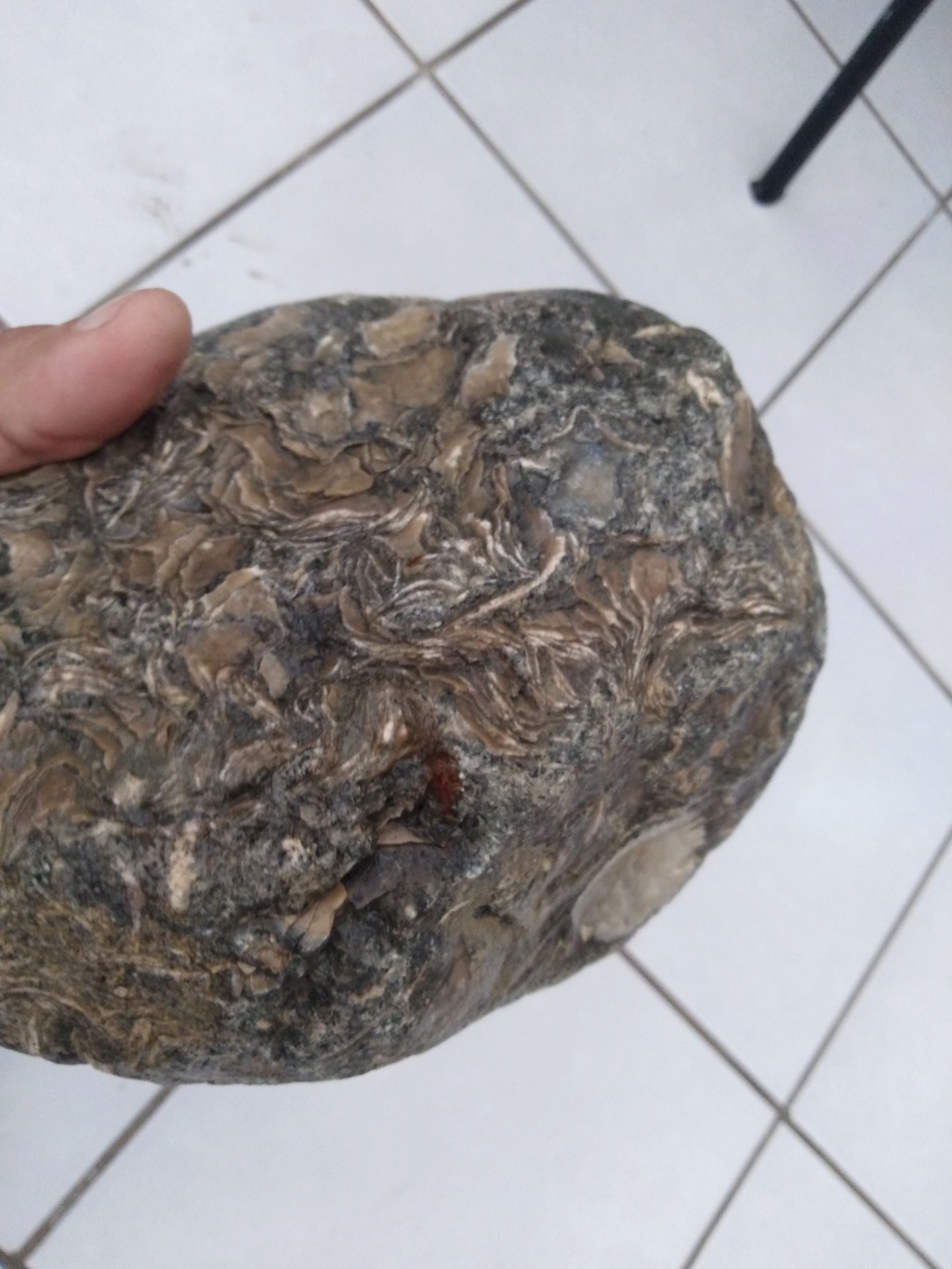 mi pequeño tesoro de piedras con fosiles de almejas Img_2011