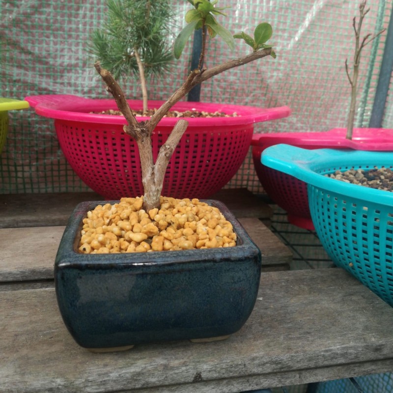 Azalea variedad japonica 20190311