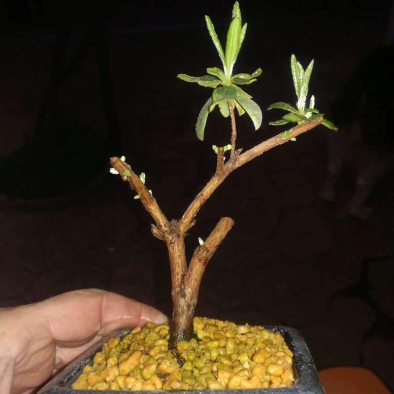 Azalea variedad japonica 20190312
