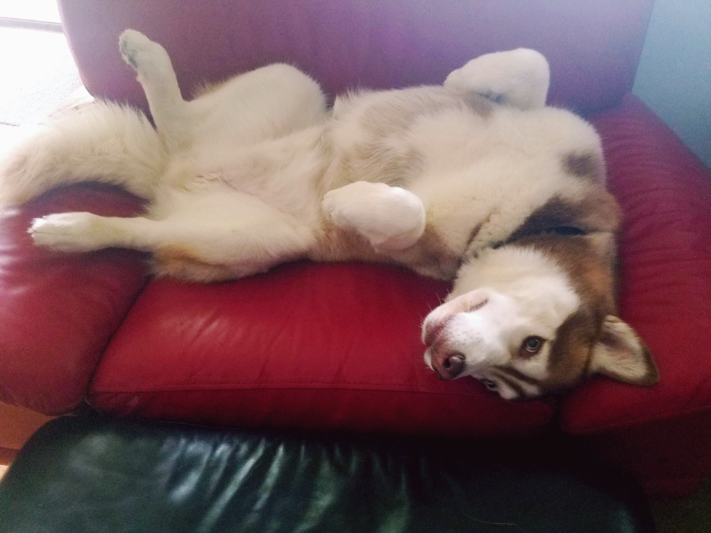 Will my husky be big? 20200711