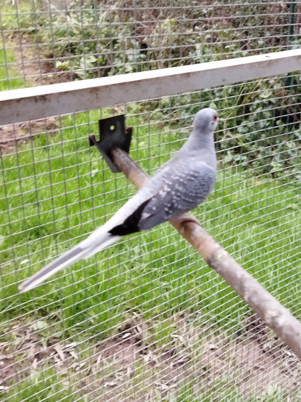 Les oiseaux de l'abbé Demorlais Diaman11