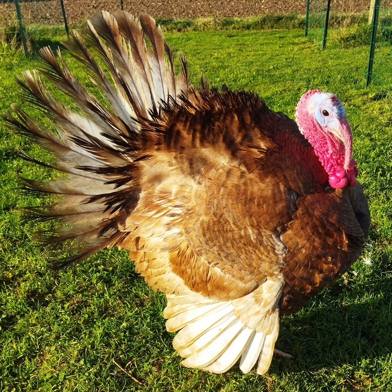 Les dindons rouges des Ardennes de l'abbé Dindon12