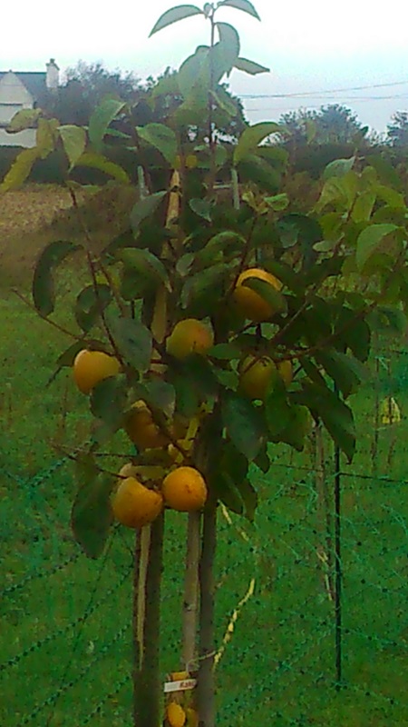 Aménagement de vos jardin Kakiva10