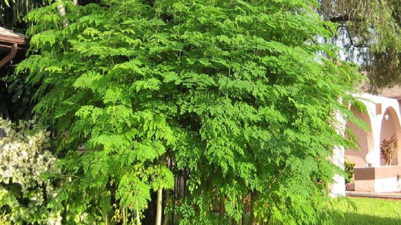 "المورينغا".. شجرة مصرية معجزة تعالج 300 مرض وتحافظ على سلامة الكبد Aaklft11