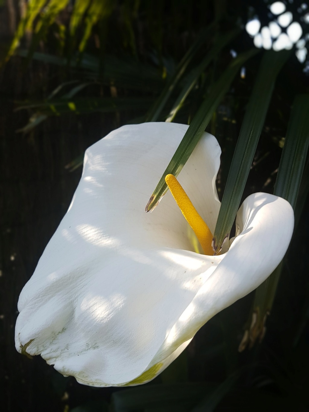 Zantedeschia - Zantedeschia - le genre (faux-calla, faux-arum) - Page 2 20170410