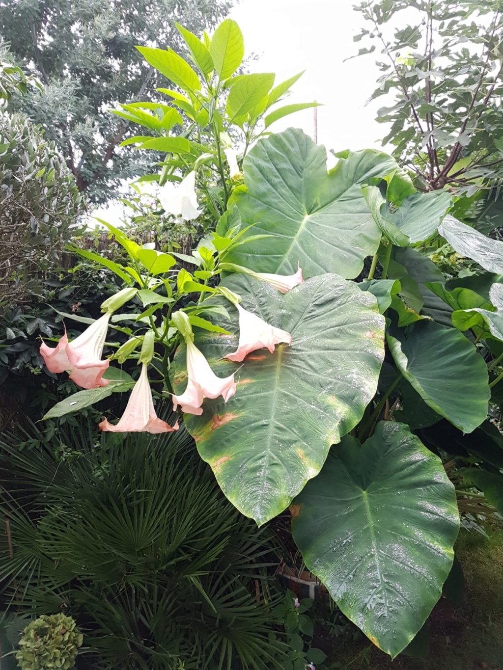 Colocasia esculenta 'Jack's Giant' 20170911