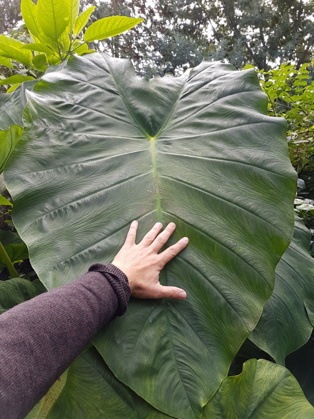 Colocasia esculenta 'Jack's Giant' 20170913