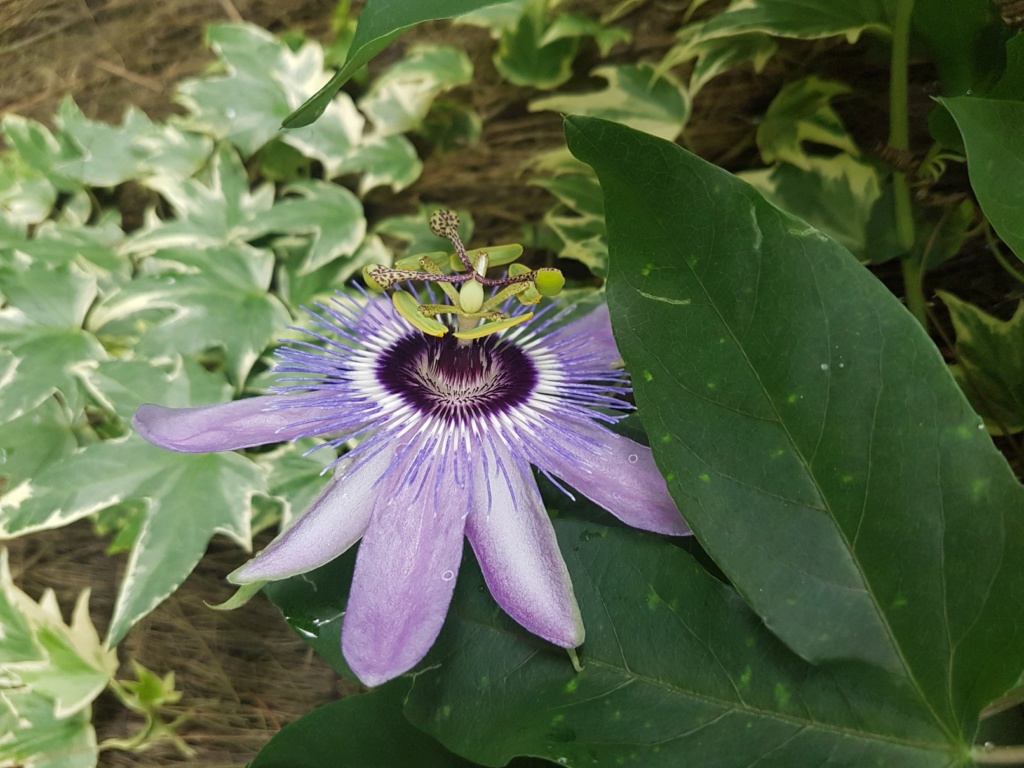 Passiflora 'Betty Miles Young' 20180125