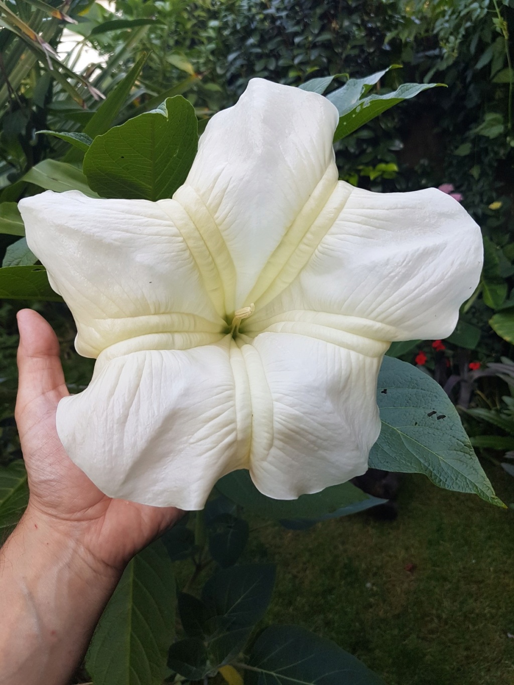 Brugmansia - le genre - Page 6 20180146