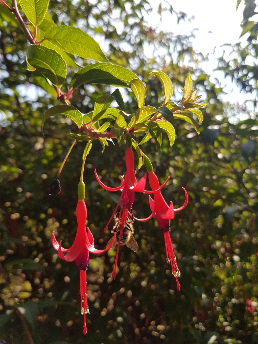 Fuchsia magellanica - fuchsia de Magellan 20180218