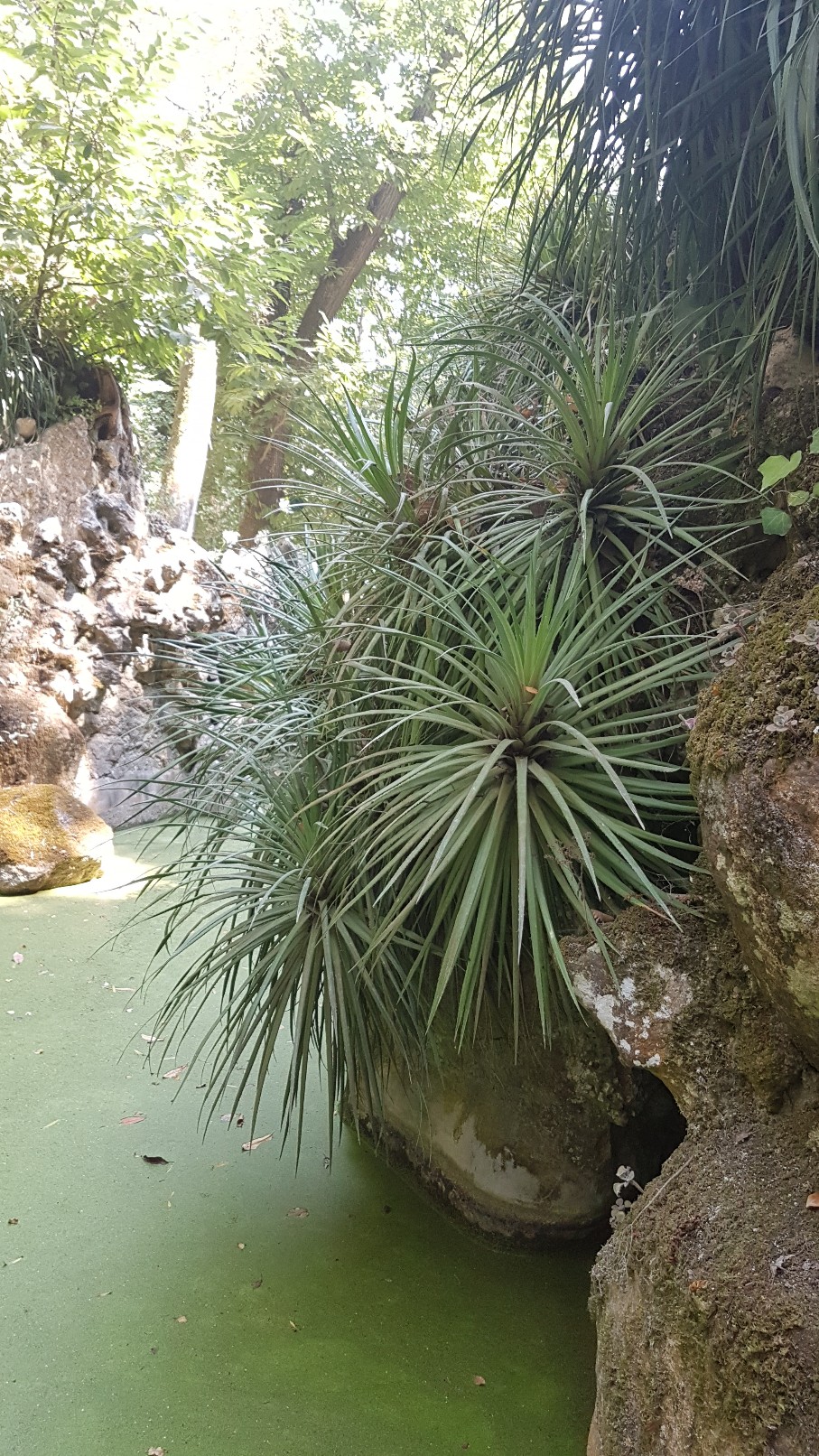 (Portugal) Jardins et palais da Regaleira - Sintra 20180278