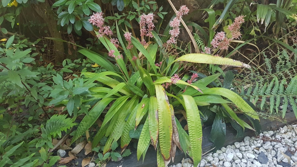 Carex scaposa 20180390