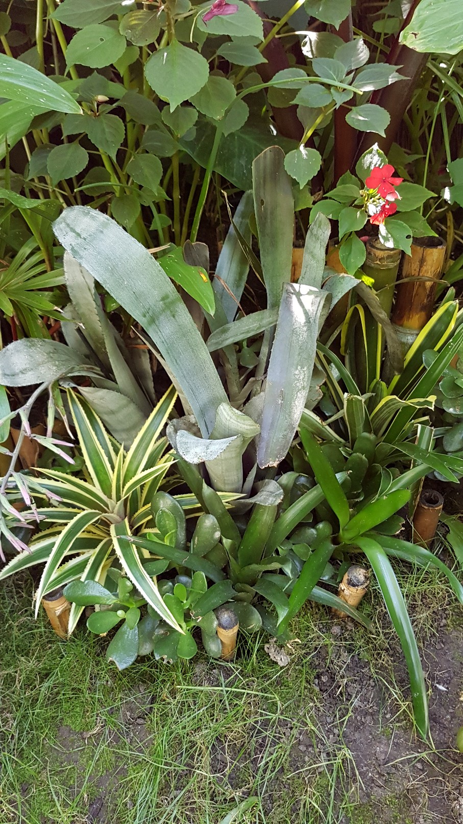 Bromeliaceae - famille - collections  - Page 5 20180397
