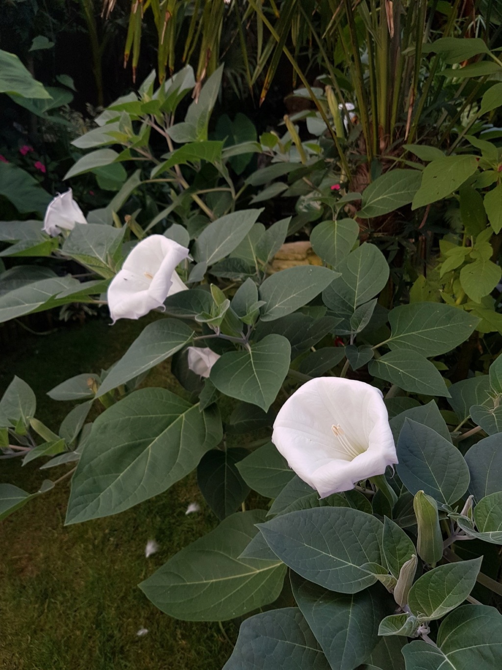 Brugmansia - le genre - Page 11 20180408