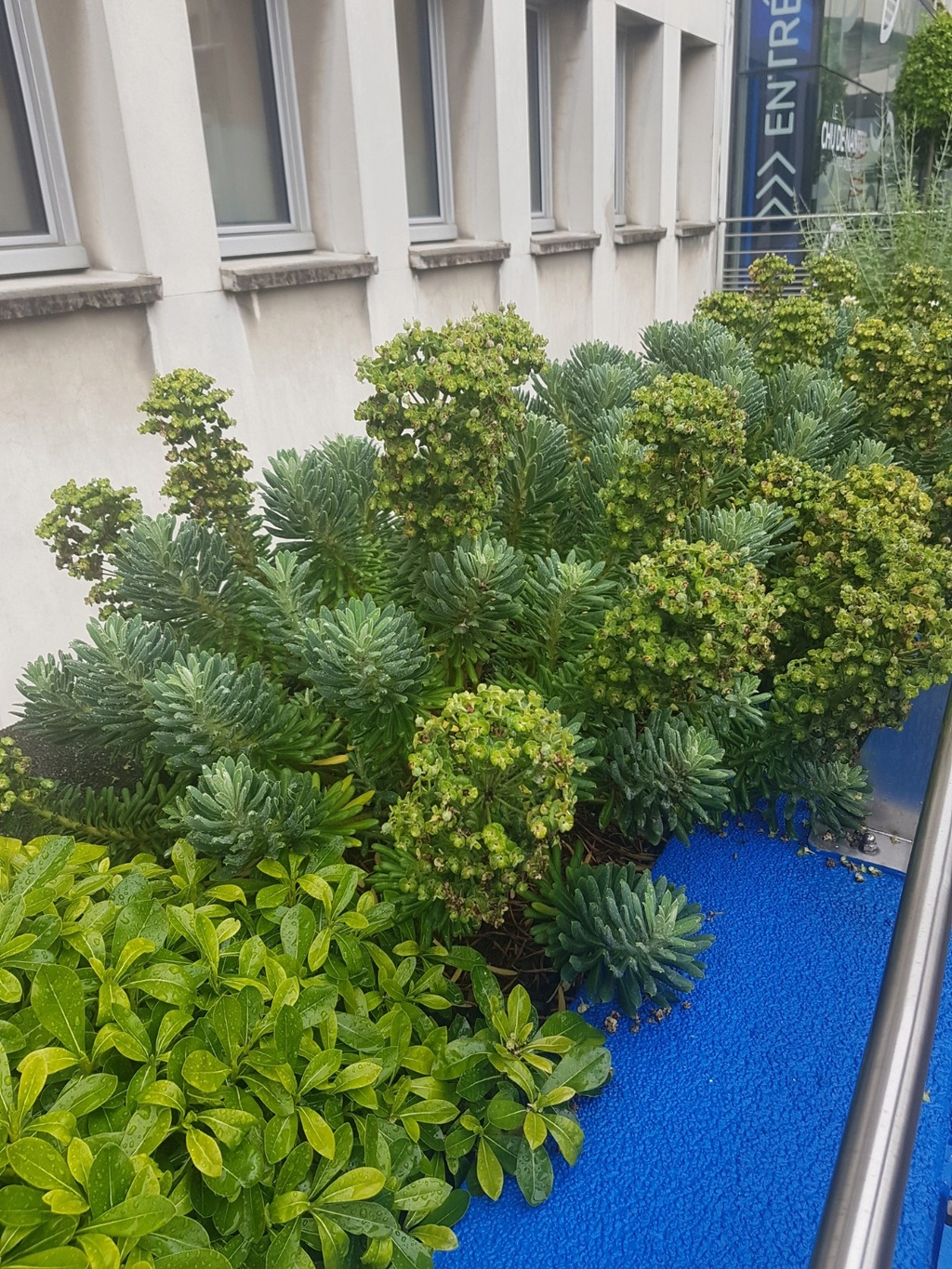 Euphorbia characias - Page 2 20180611