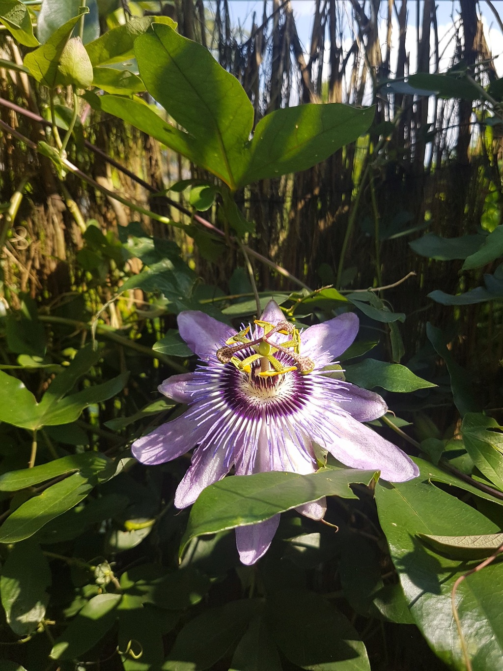 Passiflora 'Betty Miles Young' 20180619