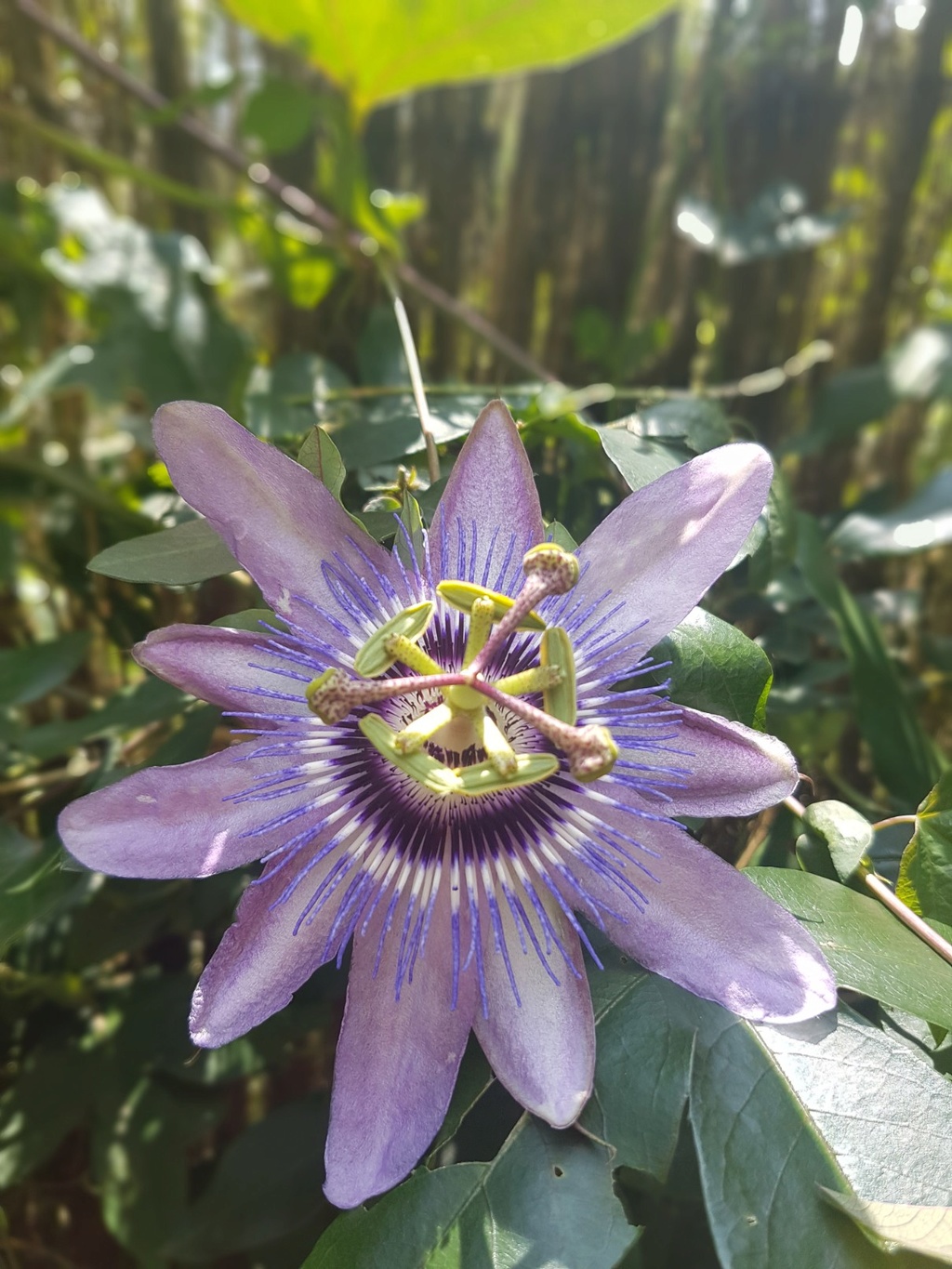 Passiflora 'Betty Miles Young' 20180620