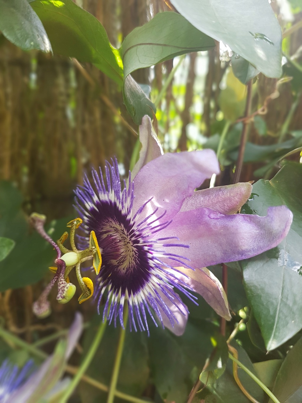 Rémi - Mon (tout) petit jardin en mode tropical - Page 7 20180627