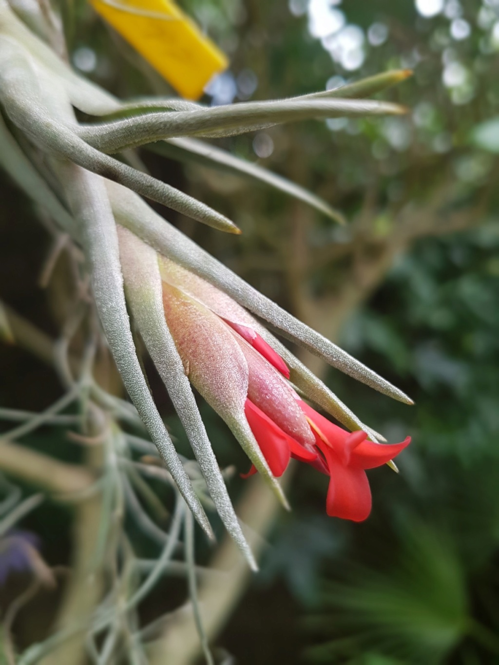 Tillandsia - le genre - Page 13 20180736