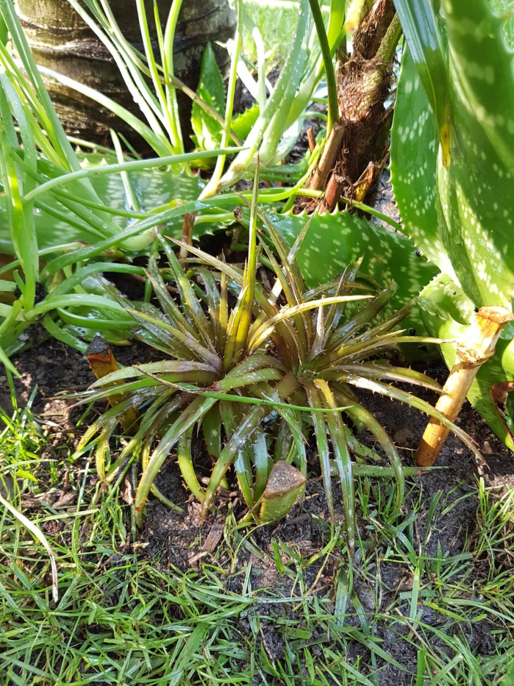 Dyckia brachyphylla 20180787